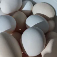 تخم‌مرغ محلی