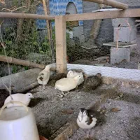 بلدرچین تخم گذار