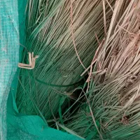 فروش کرتک سبز
