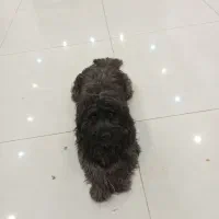 سگ پا کوتاه