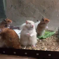 همسترسوری تازه بالغ شده ۲ماهه سالم واکسن خورده