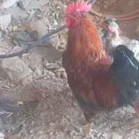 خروس
