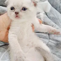 اسکاتیش پرشین