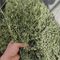 ینجه تازه کیلویی