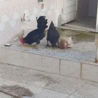 مرغ عربی شیبان