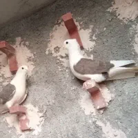 پشت دار