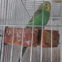 فروش جفت مرغ‌عشق