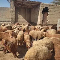 برای عید قربان محرم
