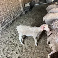 بره ماده لاکن ۳.۵ ماهه اصل مادر سوپر شیر