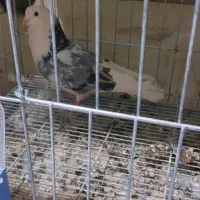 شازده سرور فروشی