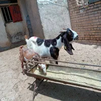 بز نژدی 3 قلو زا