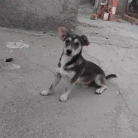 سگ پاکوتاه