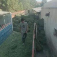 فروش انواع علوفه یونجه کاه کلش