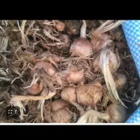 کاشت زعفران شراکت آگهی رو بخون