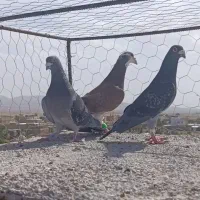 سته تا کفتر نر قلدور