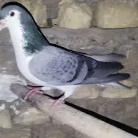4عدد کفتر دمگیر