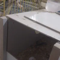 عروس هلندی