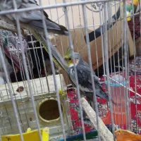 سلام دو عروس هلندی نر وماده