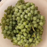 غوره تازه محلی درشت ترش