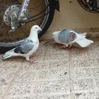گراف ترکه زرد هفترنگ دم سفید کله سبز جفت سار سرور