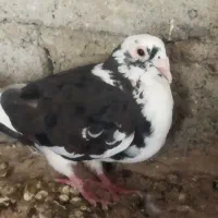 کبوتر پلنگ ماده