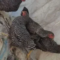 جوجه نژاد دار