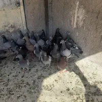 دسته کفتری ۲۸تای پلاکی