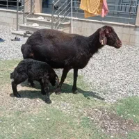 گوسفند کردستانی بابره