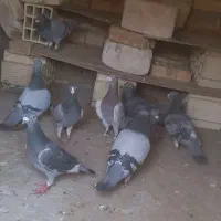 کبوتر کفتر