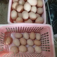 تخم مرغ گلپایگان