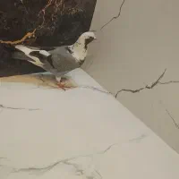 کبوتر‌‌شازده