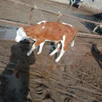 گوساله نر مونت درجه یک