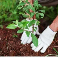 باغبانی و باغچه .کاشت گل وگیاه ونهال
