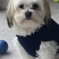 واگذاری شیتزو تریر