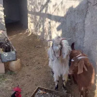 فروش بزغاله