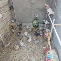 کبوتر سرور هفترنگ