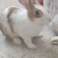 خرگوش