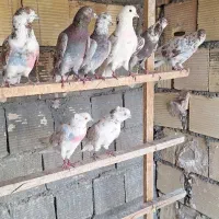 کبوتر پرشی یه سو میپرونم ببین