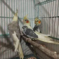 چهار عدد عروس هلندی به فروش میرسد