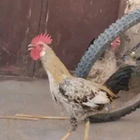۲عدد خروس