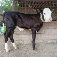 گوساله سیمینتال ماده نژاد پر شیر عروسک