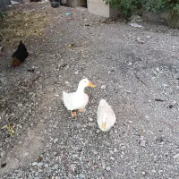 اردک جفت