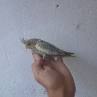 جوجه عروس هلندی سرلاکی