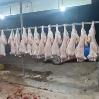 قصابی گوشت قرمز بهترین کیفیت بازار بره ۱۳۰۰
