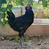 خروس گلین خروس سفید