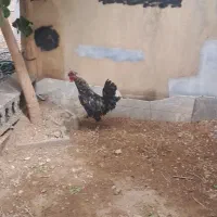 خروس درشت