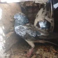 کفتر
