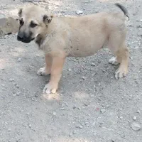 طوله سگ سرابی
