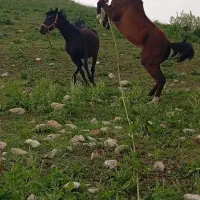 اسب اصیل