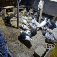 فروش کبوتر ( کفتر ) درهم